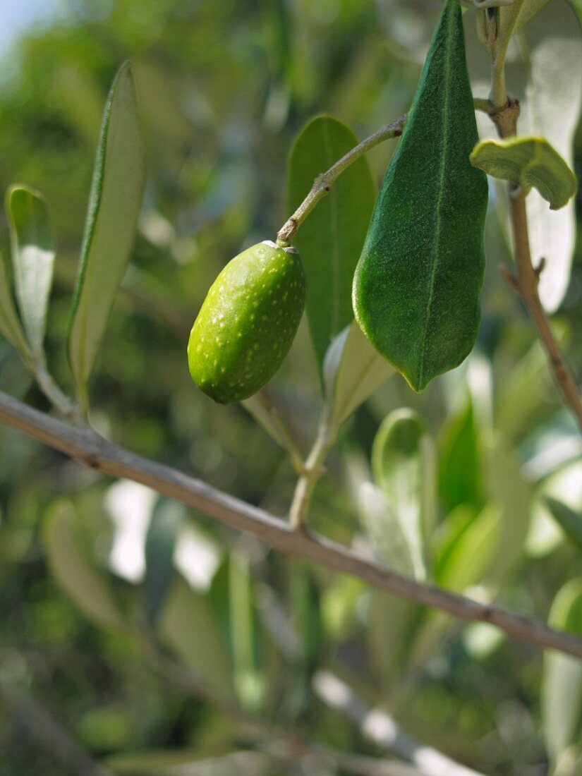 Eine Olive am Zweig (Close Up)