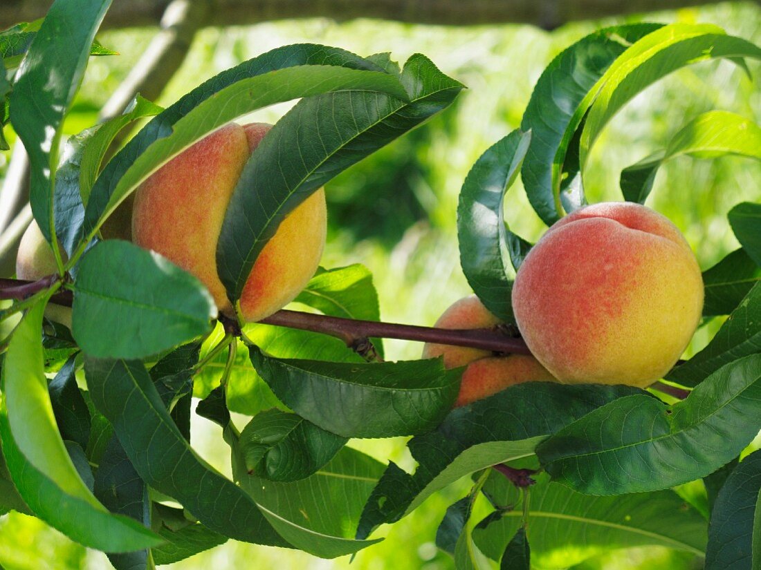 Peaches on the tree