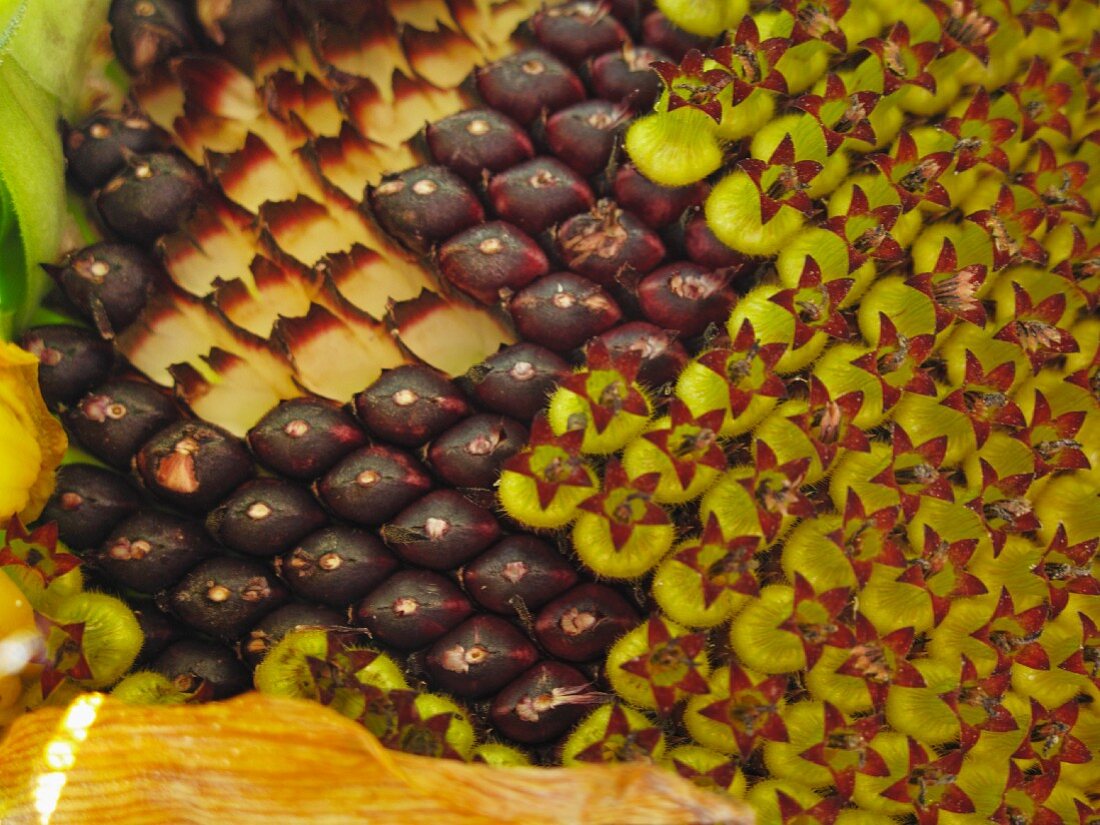 Sunflower seeds