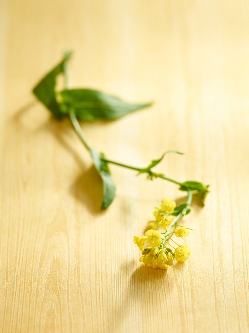 Mustard Blossom