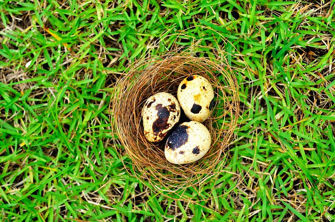 Three quail's eggs in a nest in a field (seen from above)