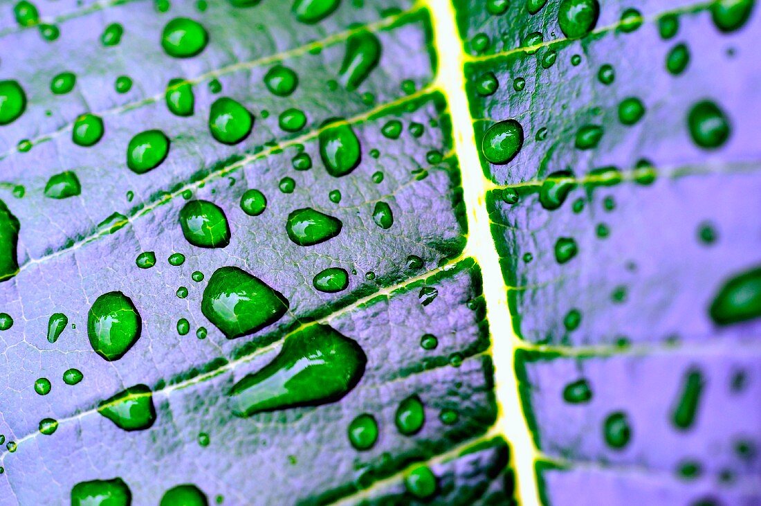 Lotus leaf with droplets of water (detail)