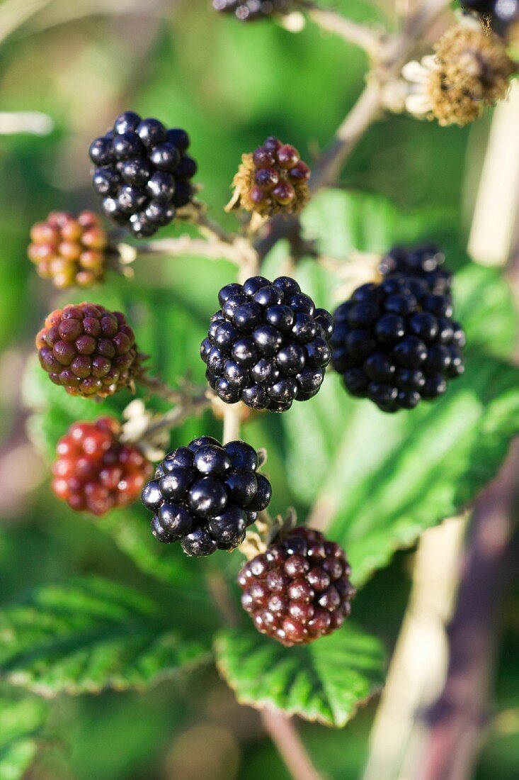 Blackberries on the bush