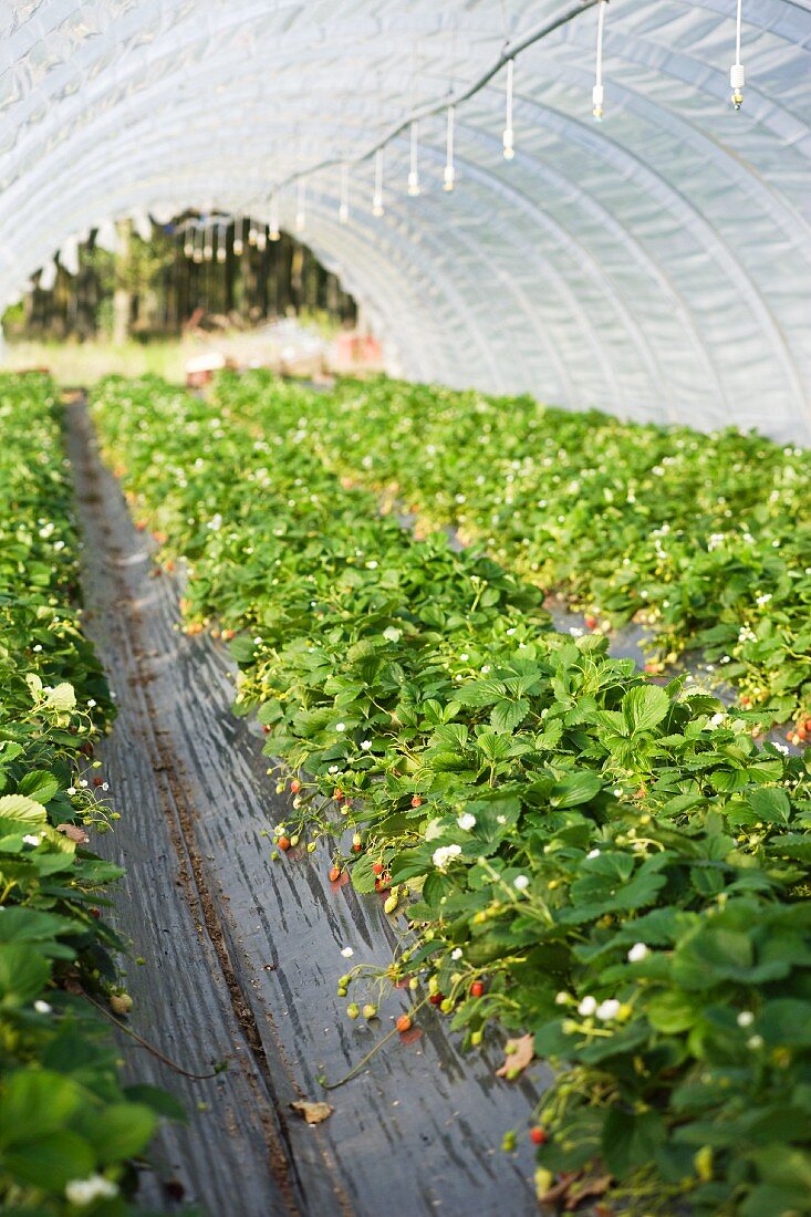 Strawberries in greenhouse