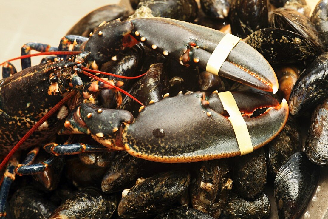 Fresh Irish lobster on mussels