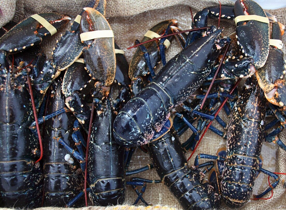 Fresh Irish lobster