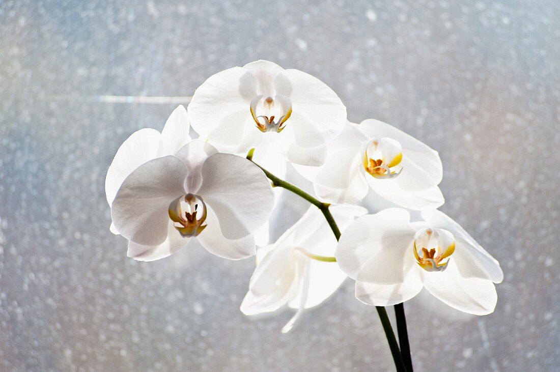 White orchid