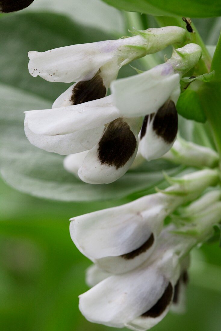 Blüten einer Puffbohnenpflanze (Close Up)