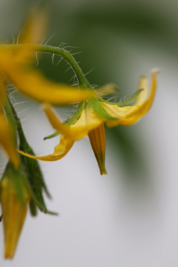 Tomato flowers (close-up)