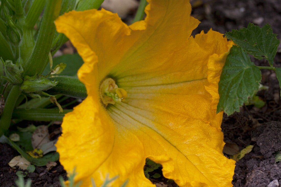 Zucchiniblüte (Close Up)