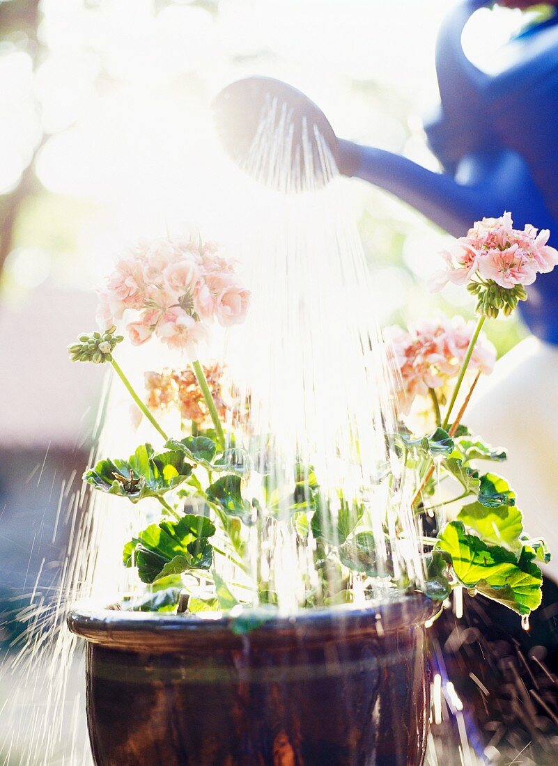 Watering plants