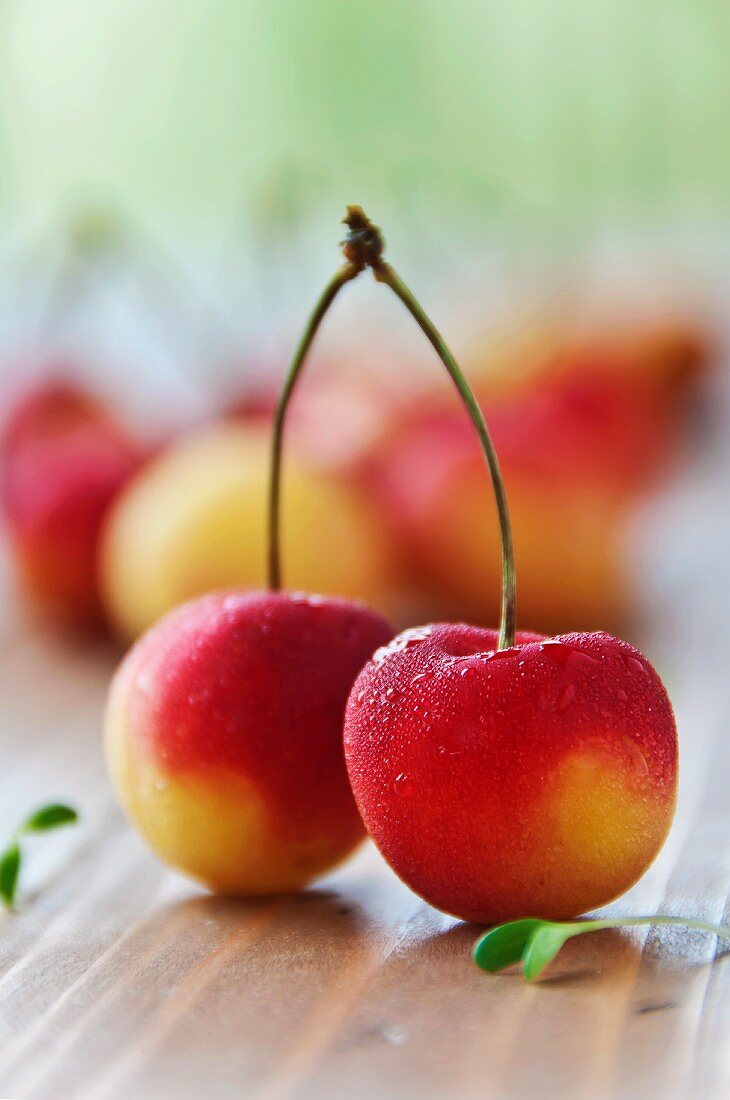 Two Rainier Cherries Connected at the Stems; Wet