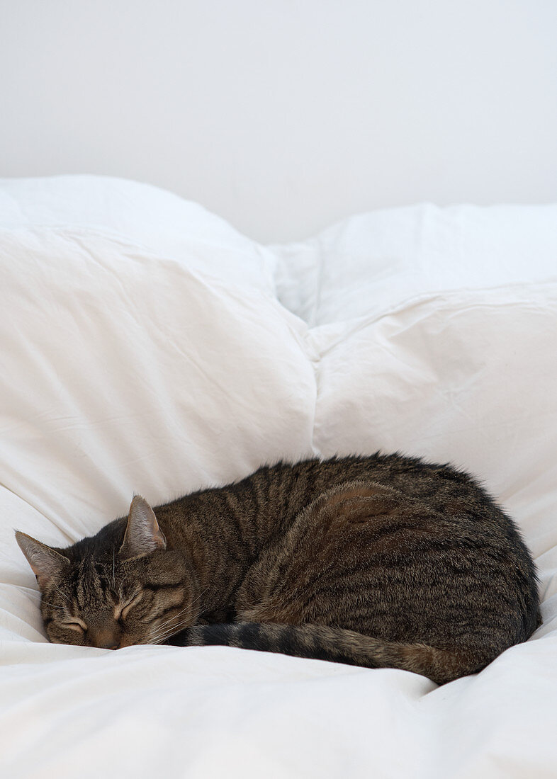 A cat sleeping on a bed made up with white bedclothes