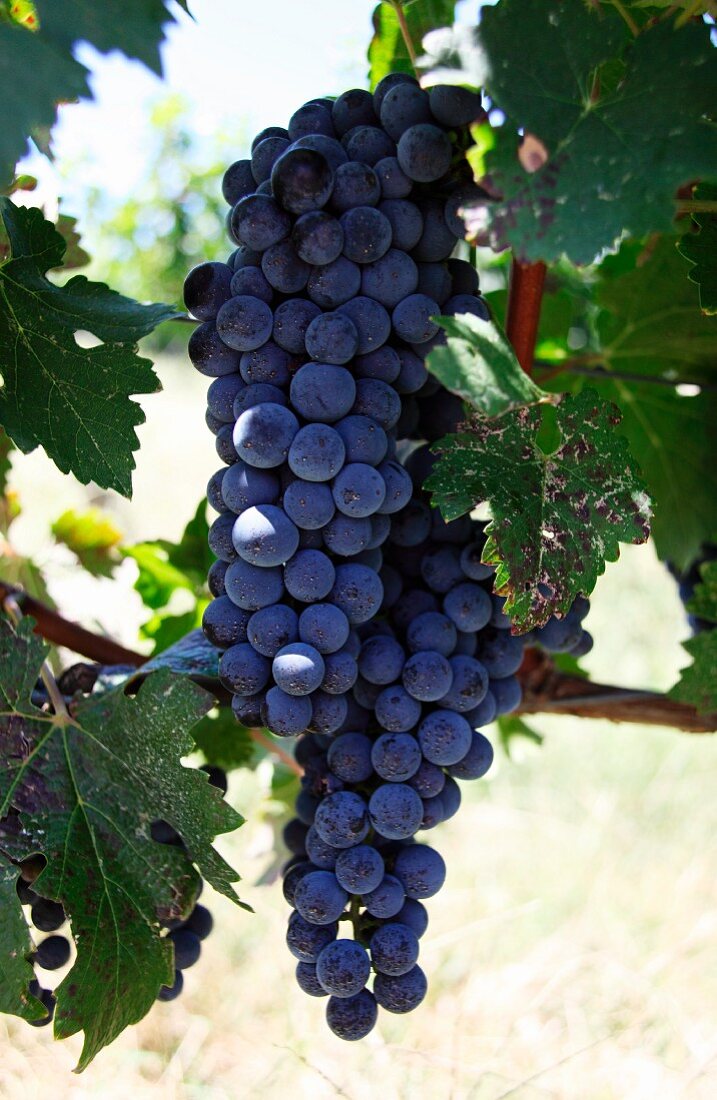 Cabernet sauvignon grapes (Linden Vineyards, Linden, Virginia, USA)