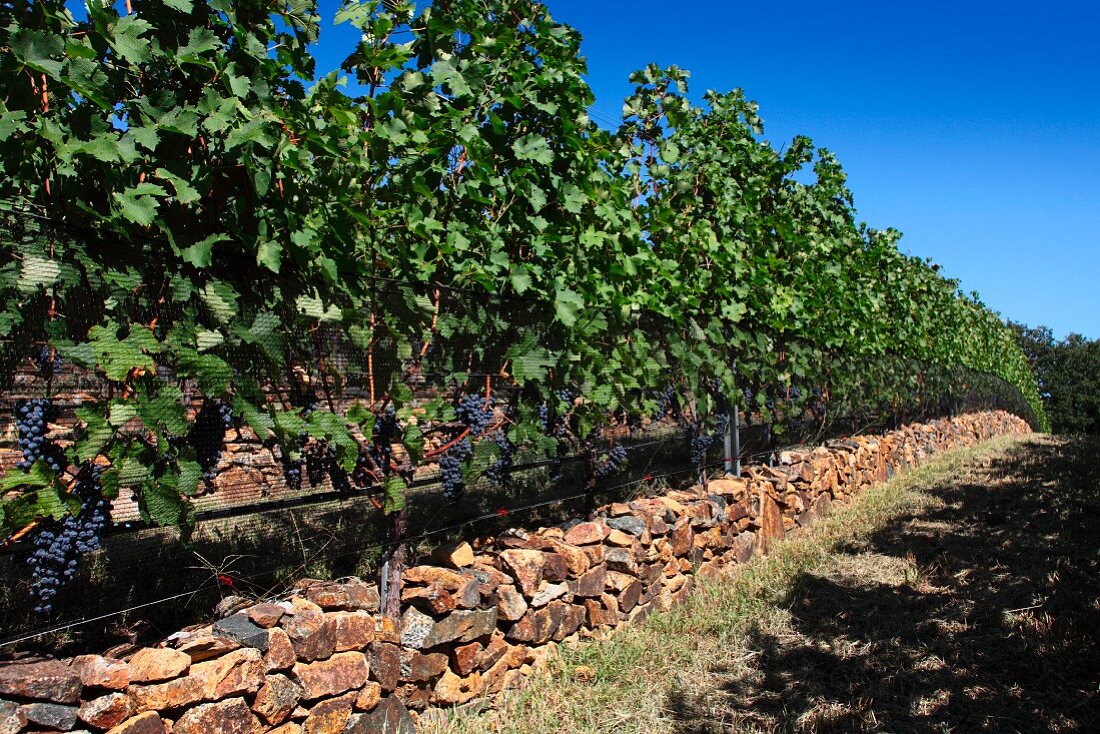 Cabernet sauvignon vines (RdV Vineyards, Delaplane, Virginia, USA)