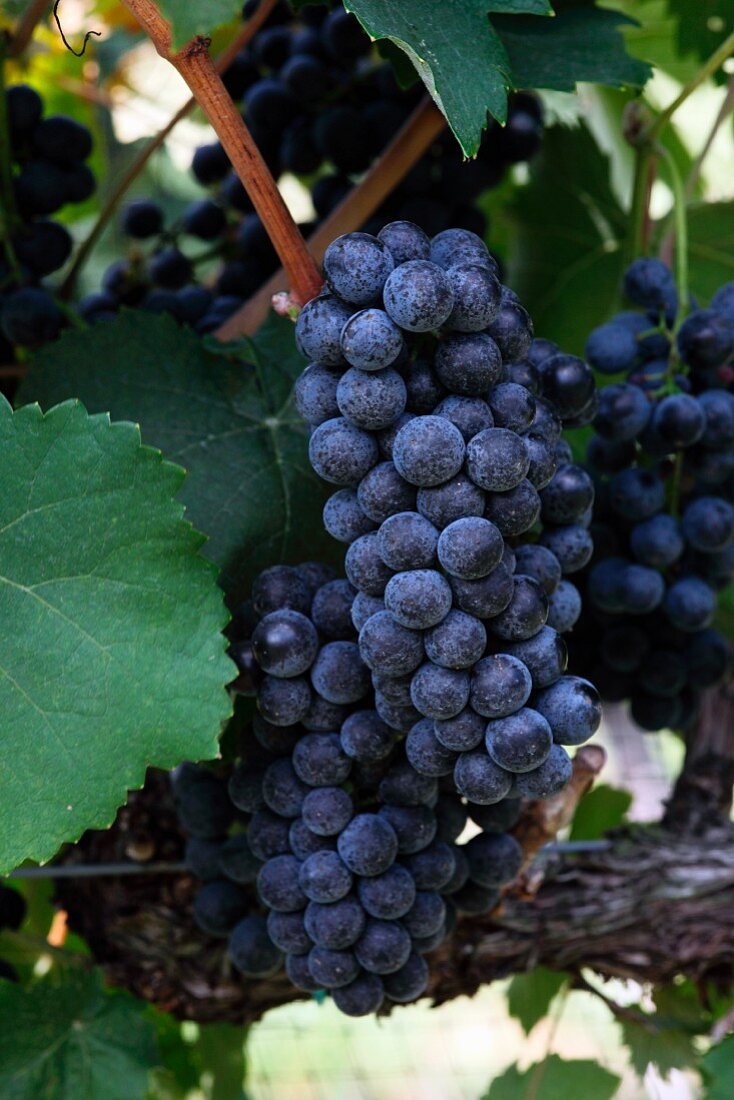 Red wine grapes (White Hall Vineyards, Crozet, Virginia, USA)