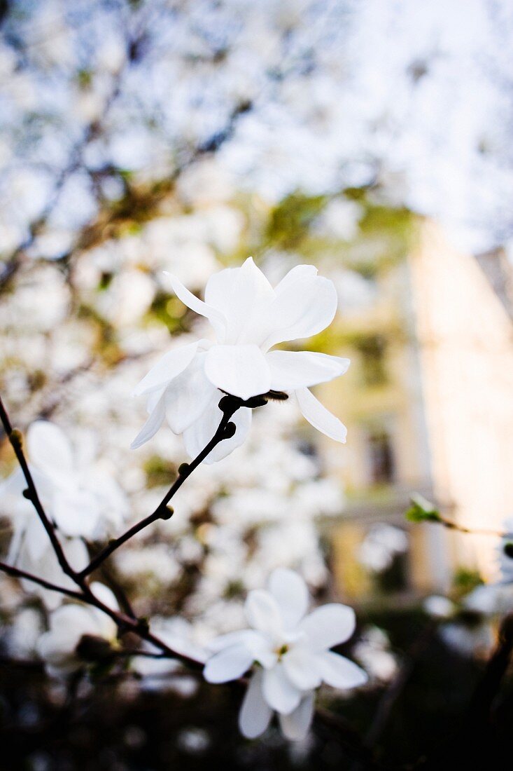 Twig with white magnolia flowers