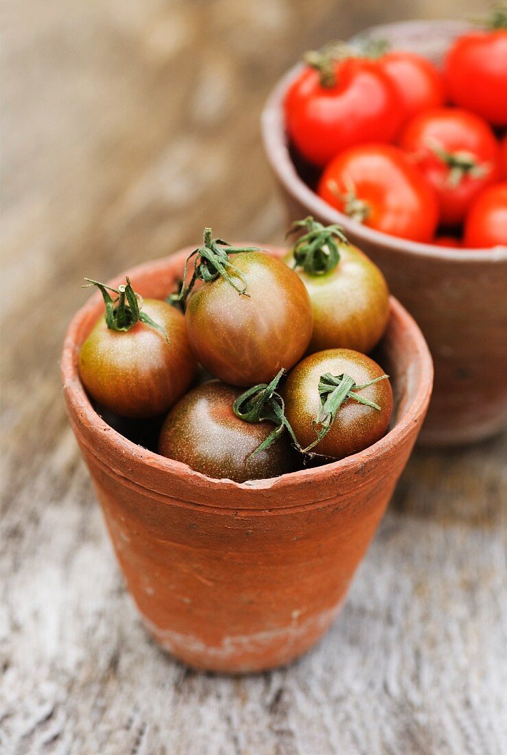 Black Cherry tomatoes and red tomatoes in terracotta pots