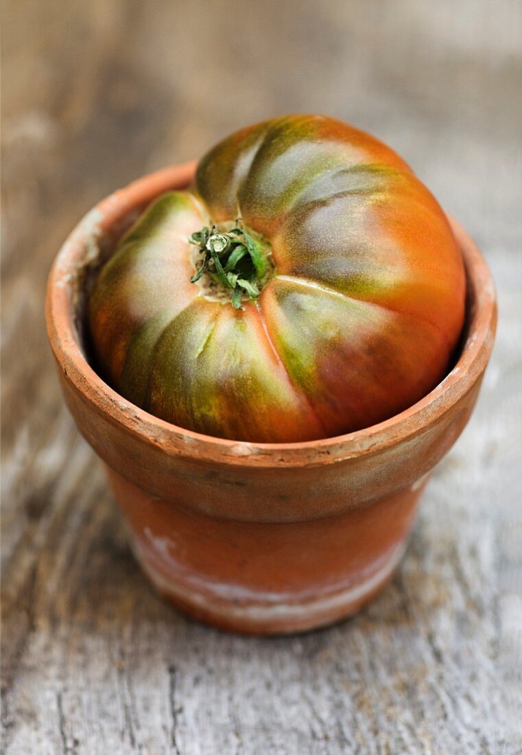Eine Heirloom-Tomate in einem Terrakottatopf