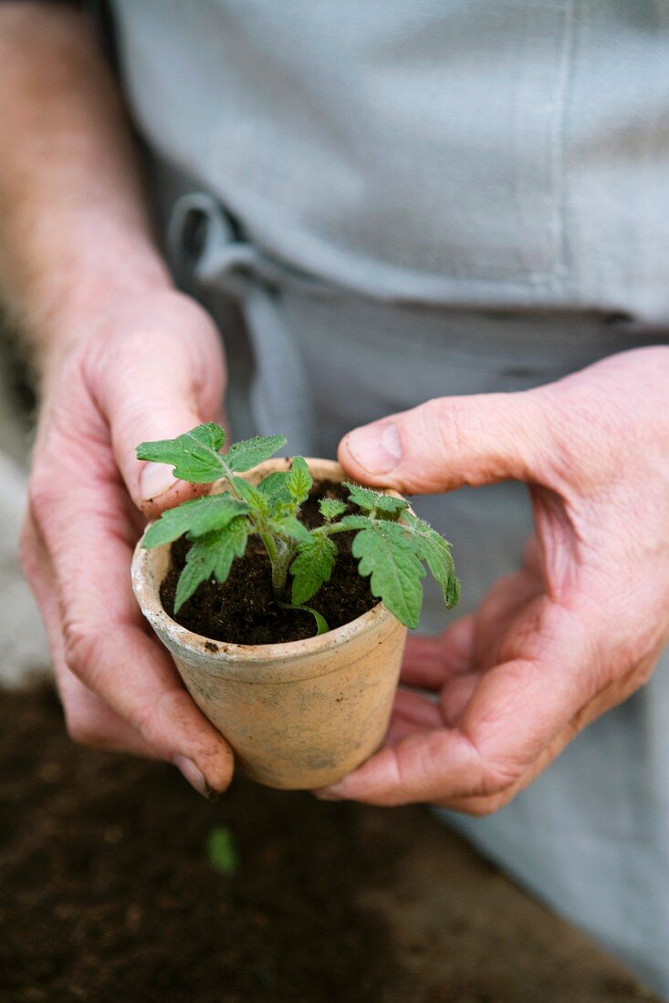 Hands holding a seedling in a clay pot