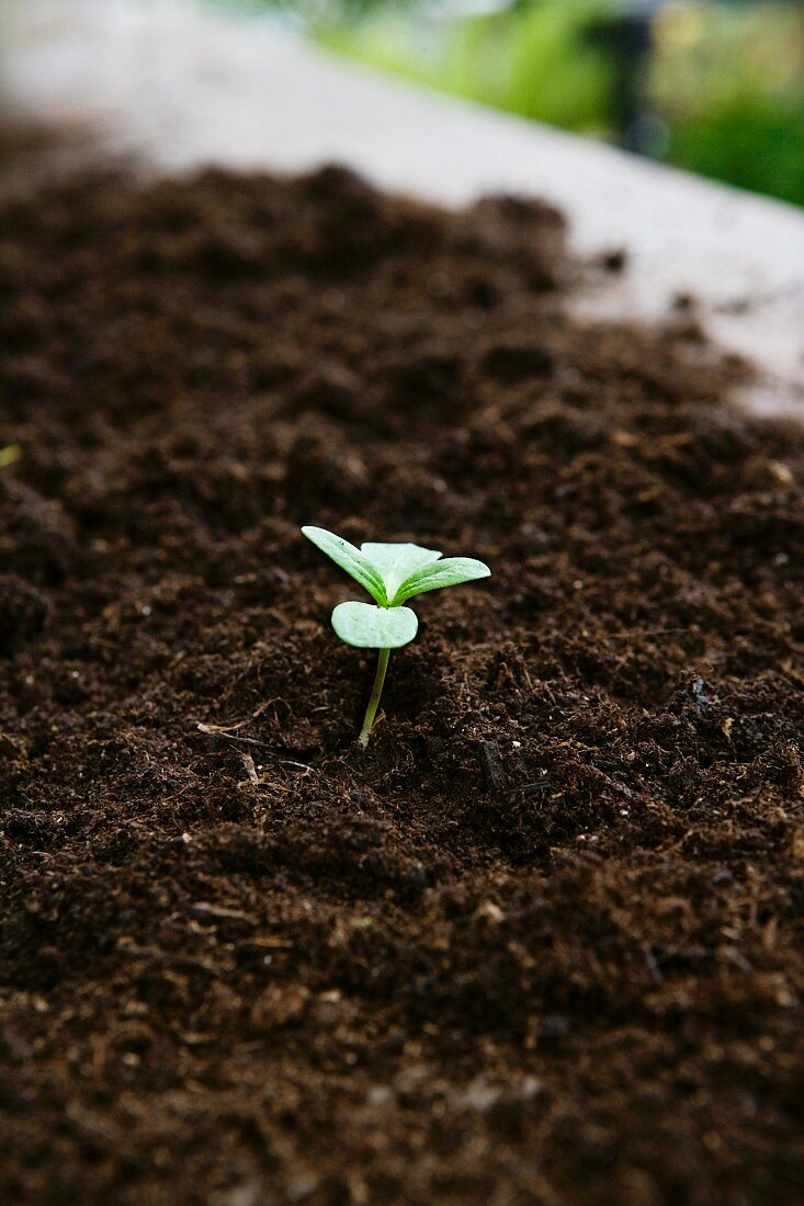 Single seedling planted in soil