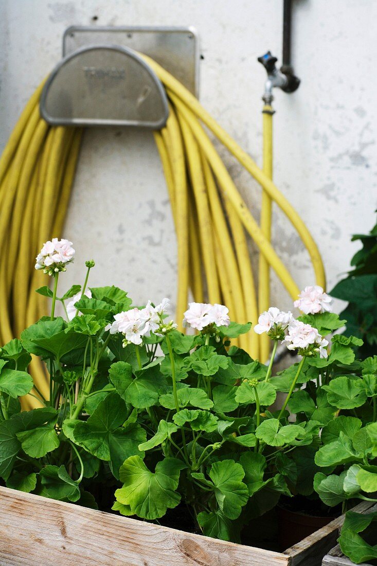 Blumenkasten vor gewickeltem Gartenschlauch an Wand