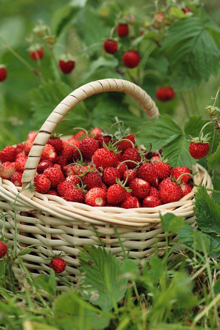 Fresh wild strawberries in a basket