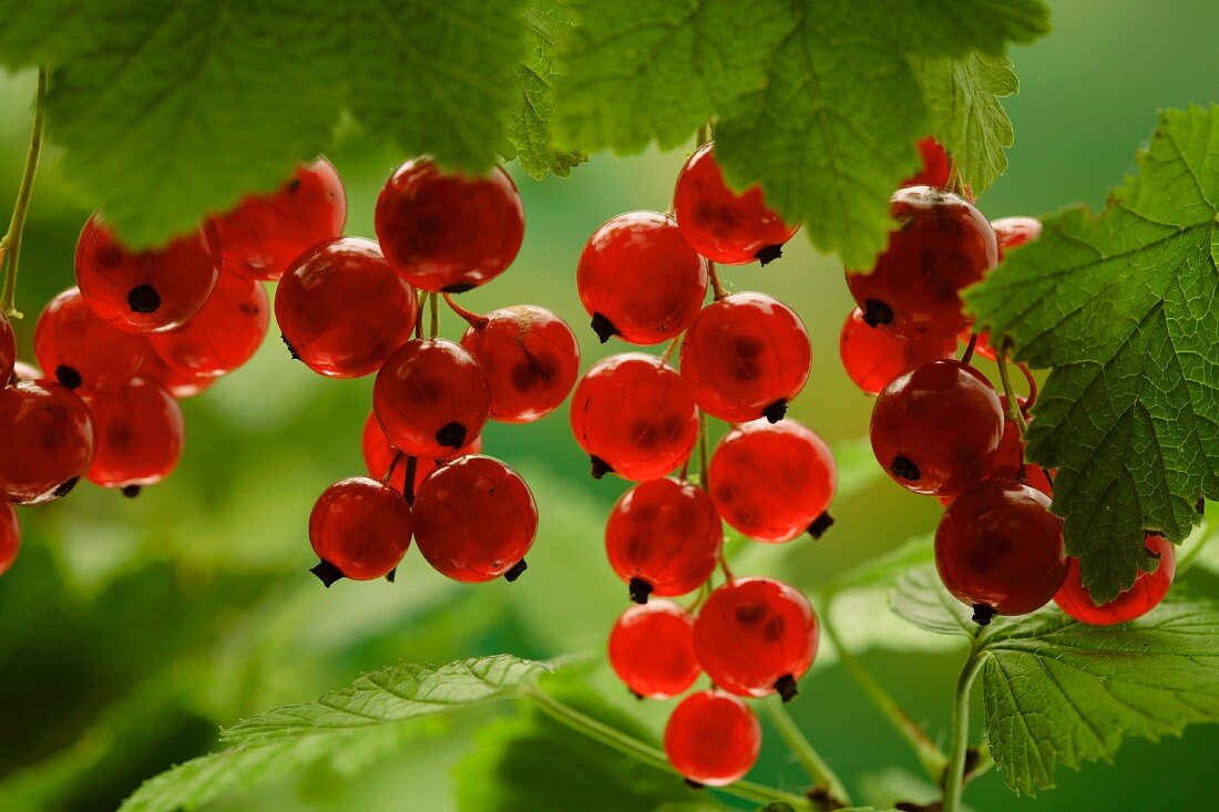 Rote Johannisbeeren am Strauch