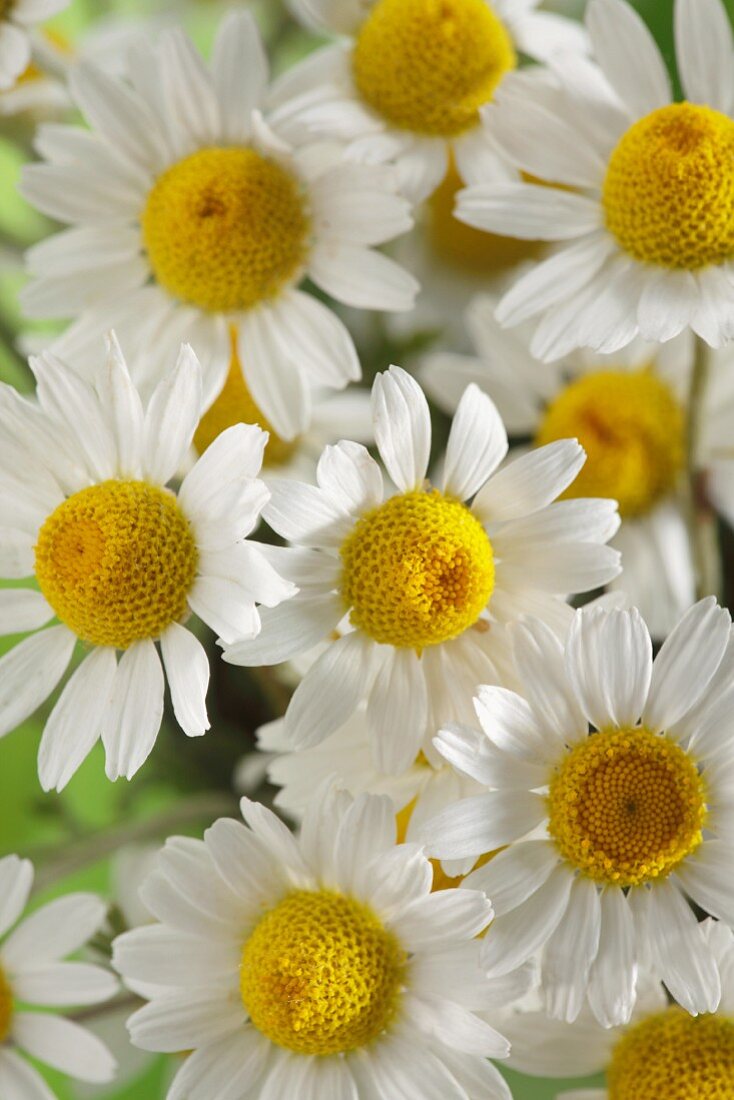 Chamomile flowers (Matricaria chamomilla)