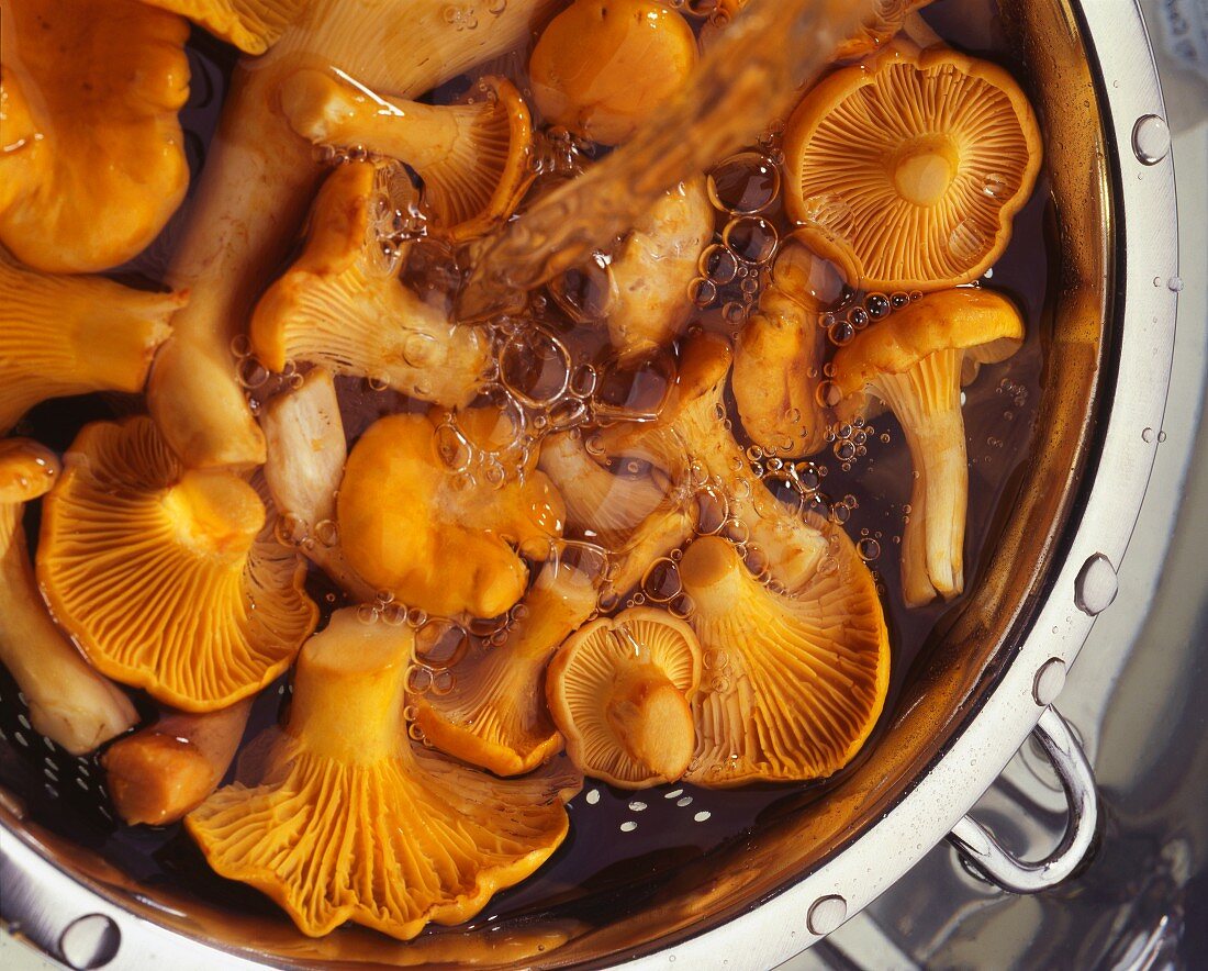 Chanterelles being washed