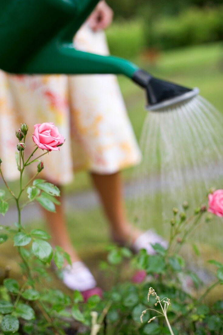 Frau giesst mit Gieskanne die Rosen