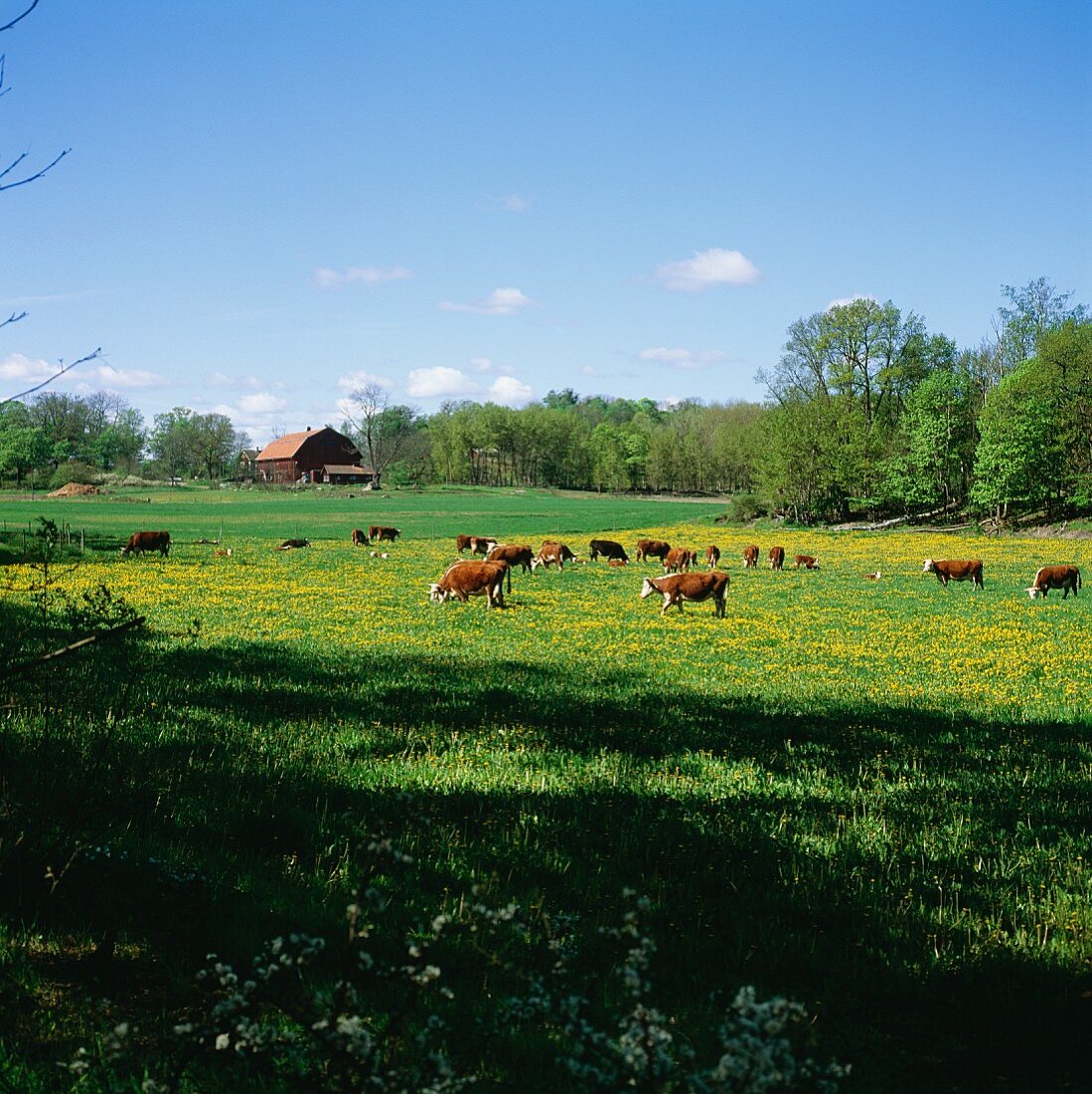 Cows in the field