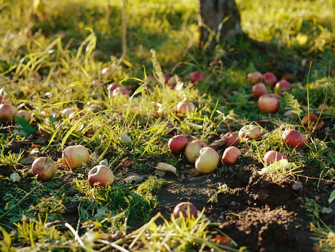 Äpfel unter einem Baum