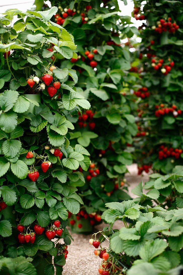 Strawberry plants in pots