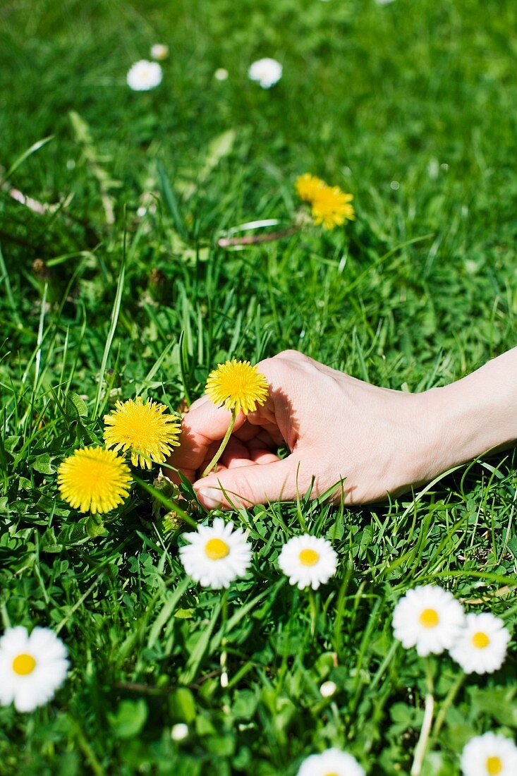 Hand pflückt Löwenzahnblüten