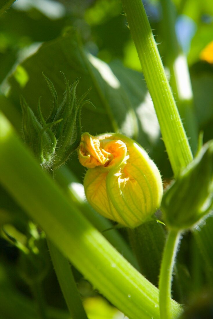 A courgette flower on a plant