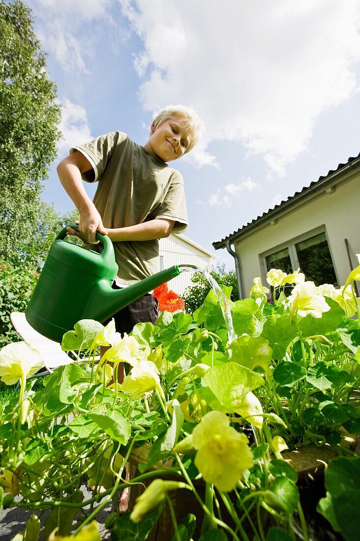 Blonder Junge giesst Kapuzinerkresse im Garten