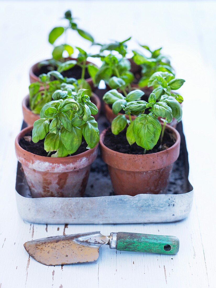 Fresh basil in flower pots