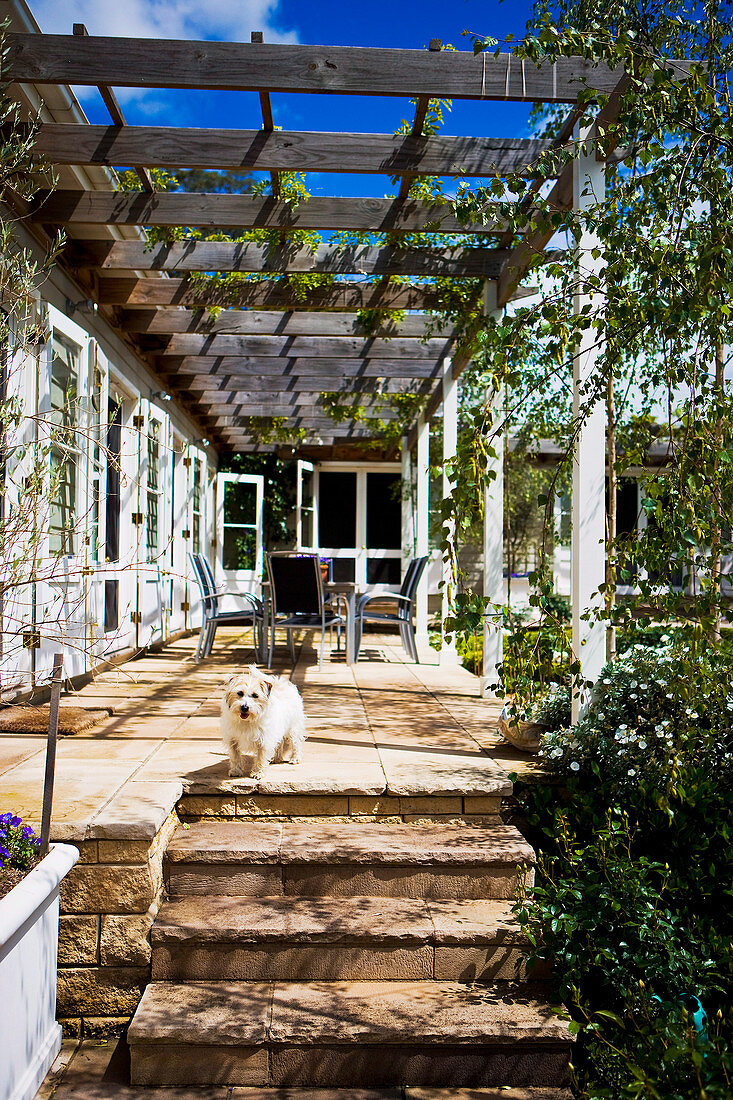 Berankte Pergola über sonnigem Terrassenplatz und kleiner Hund vor Treppe