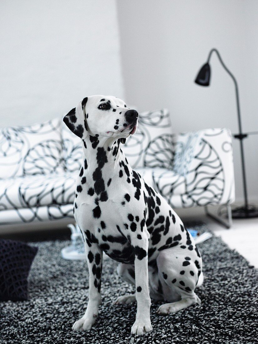 Dalmatian sitting on a black and white carpet in front of a sofa