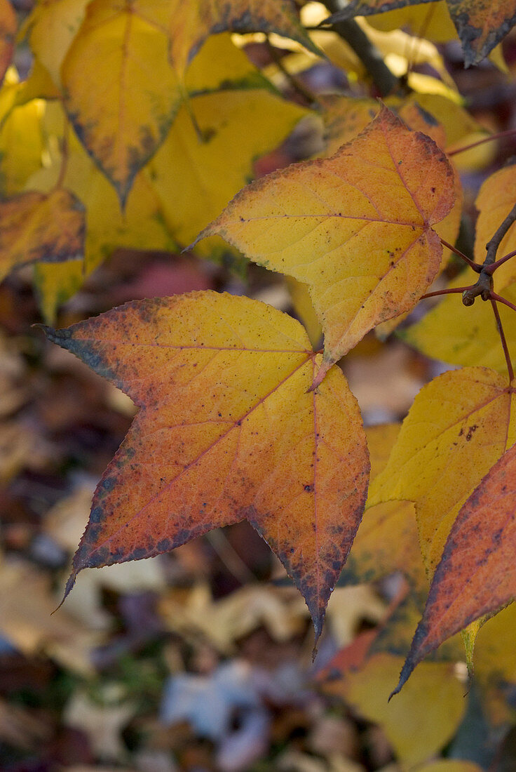 Gelbe Blätter am Amberbaum (Liquidambar formosana var. monticola) - Herbststimmung