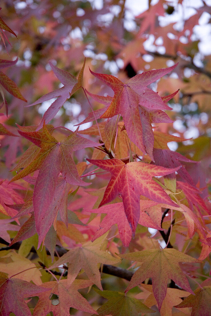 Blätter am Amberbaum (Liquidambar styraciflua Worplesdon) mit rot-gelber Herbstverfärbung