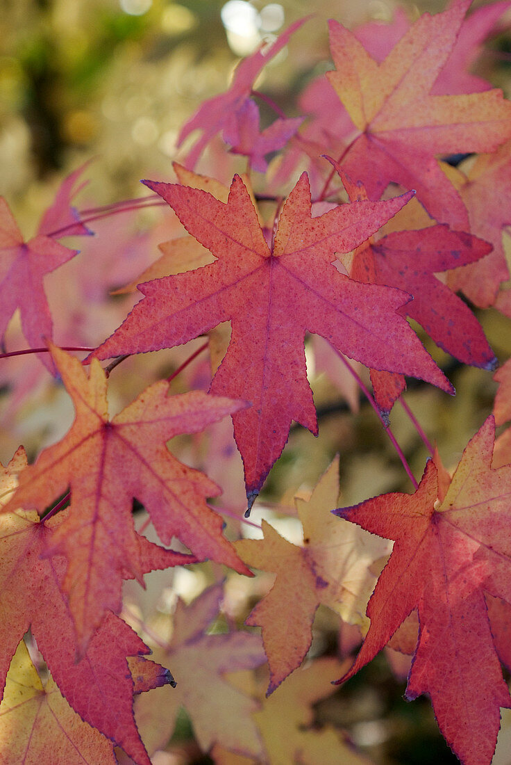 Red and yellow leaves on Oriental sweet gum tree (Liquidambar orientalis)