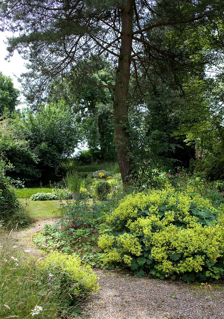 Flowering lady's mantle in garden