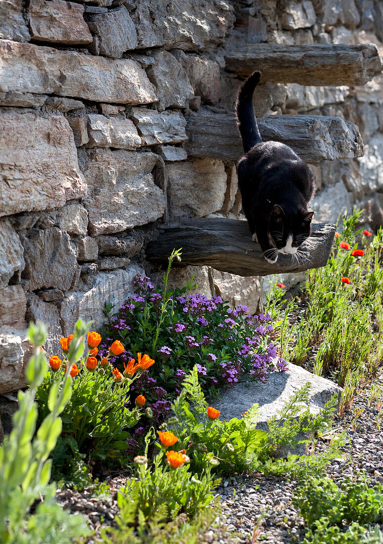 Summer flowers and cat next to stone wall