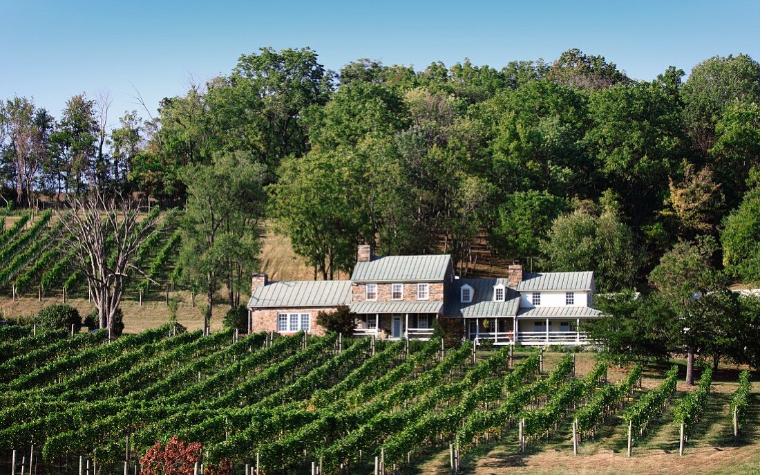 A vineyard in Hillsborough, Purcellville, Virginia, USA