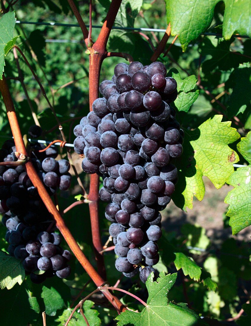 Nebbiolo Trauben (Breaux Vineyards, Purcellville, Virginia, USA)