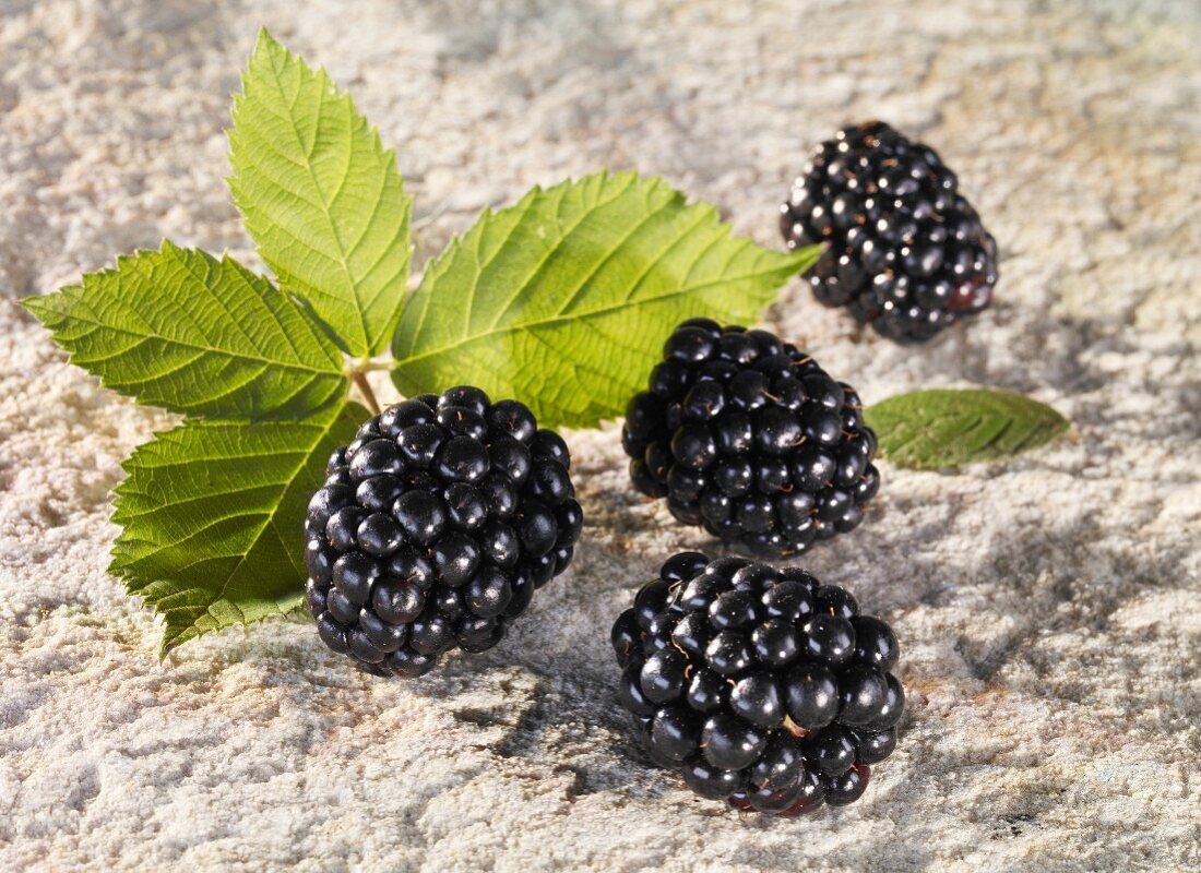 Several blackberries and leaves