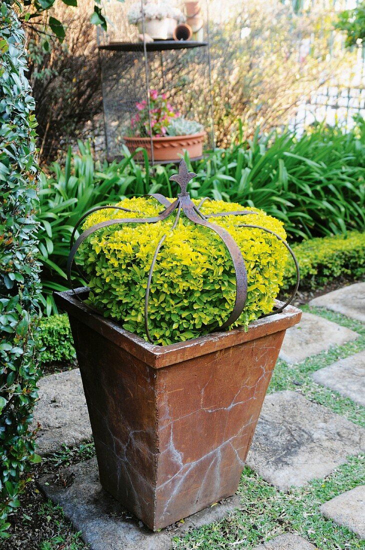 Box bush and iron crown in square terracotta pot on stone flags in garden