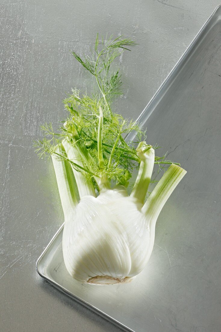 Ein Fenchel